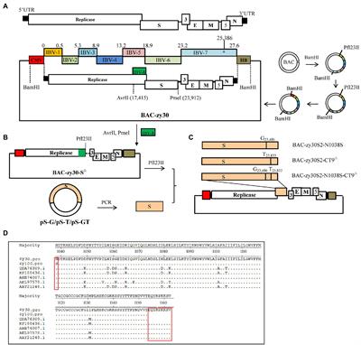 The N1038S Substitution and 1153EQTRPKKSV1162 Deletion of the S2 Subunit of QX-Type Avian Infectious Bronchitis Virus Can Synergistically Enhance Viral Proliferation